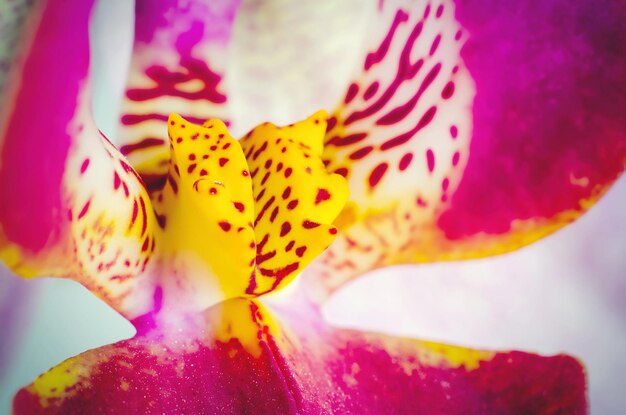 Macro de orquídea