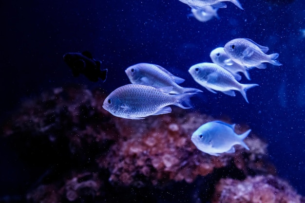 Macro de peixe chromis azul