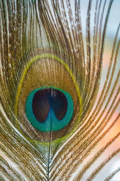 Macro de penas de pavão