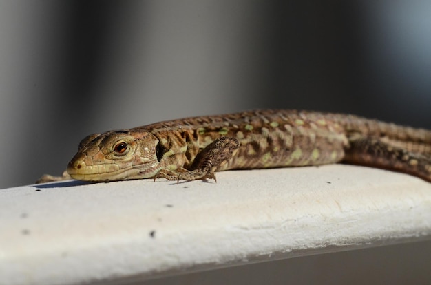 Macro de pequeno lagarto