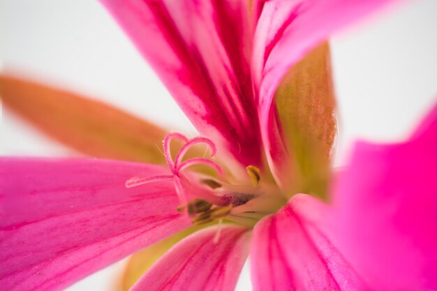 Macro de pistilos de um pequeno gerânio rosa