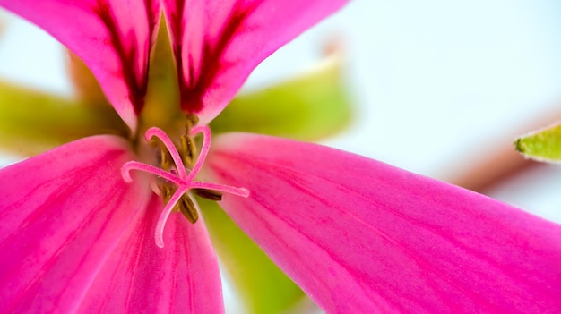 Macro de pistilos de um pequeno gerânio rosa