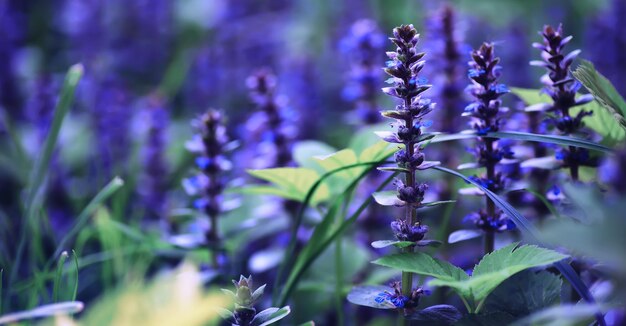 Macro de plantas e flores Detalhe de pétalas e folhas ao pôr do sol Fundo natural da natureza