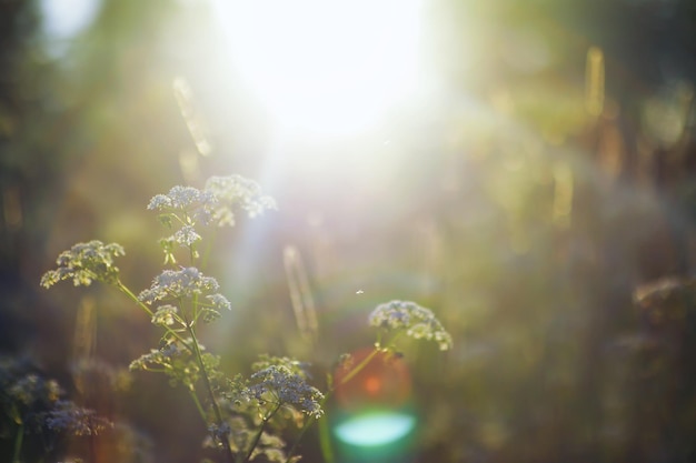 Macro de plantas e flores Detalhe de pétalas e folhas ao pôr do sol Fundo natural da natureza