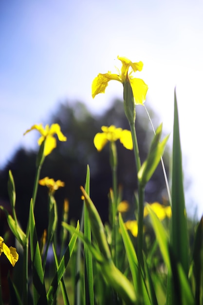 Macro de plantas e flores Detalhe de pétalas e folhas ao pôr do sol Fundo natural da natureza