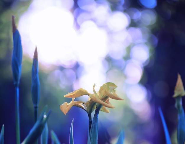 Macro de plantas e flores detalhe de pétalas e folhas ao pôr do sol fundo natural da natureza