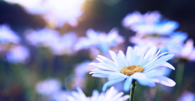 Macro de plantas e flores Detalhe de pétalas e folhas ao pôr do sol Fundo natural da natureza