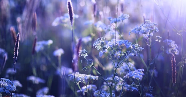 Macro de plantas e flores detalhe de pétalas e folhas ao pôr do sol fundo natural da natureza