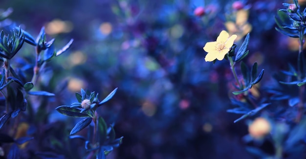 Macro de plantas e flores detalhe de pétalas e folhas ao pôr do sol fundo natural da natureza