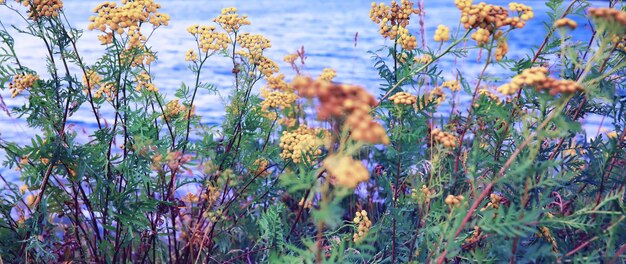 Macro de plantas e flores Detalhe de pétalas e folhas ao pôr do sol Fundo natural da natureza