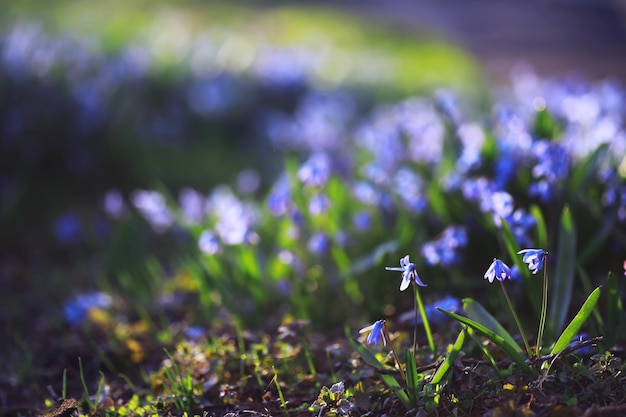 Macro de plantas e flores Detalhe de pétalas e folhas ao pôr do sol Fundo natural da natureza