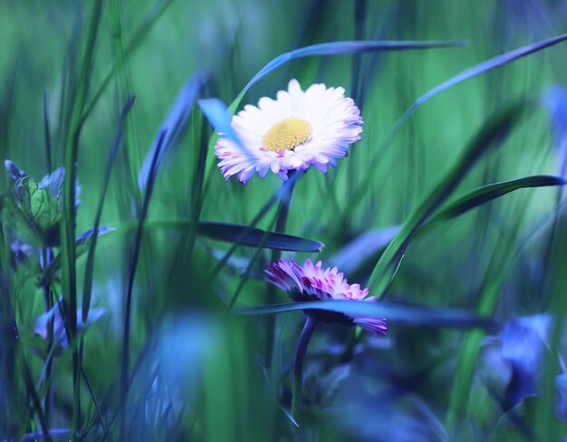 Macro de plantas e flores Detalhe de pétalas e folhas ao pôr do sol Fundo natural da natureza