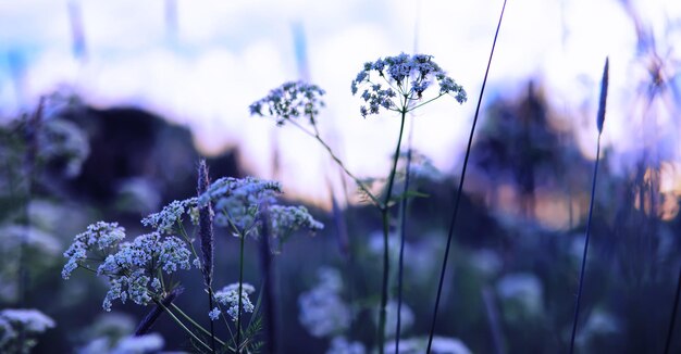 Macro de plantas e flores Detalhe de pétalas e folhas ao pôr do sol Fundo natural da natureza