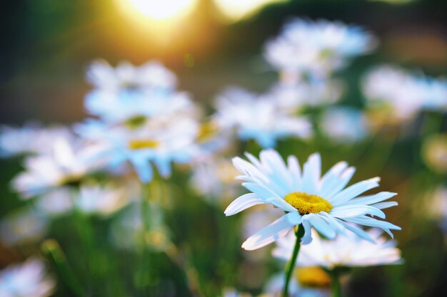 Macro de plantas e flores Detalhe de pétalas e folhas ao pôr do sol Fundo natural da natureza