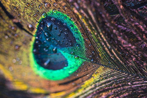 Foto macro de pluma de pavão com gotas de água