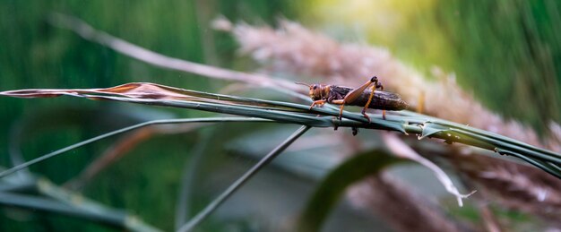 Macro de pragas de insetos Locust em pleno crescimento senta-se em uma folha