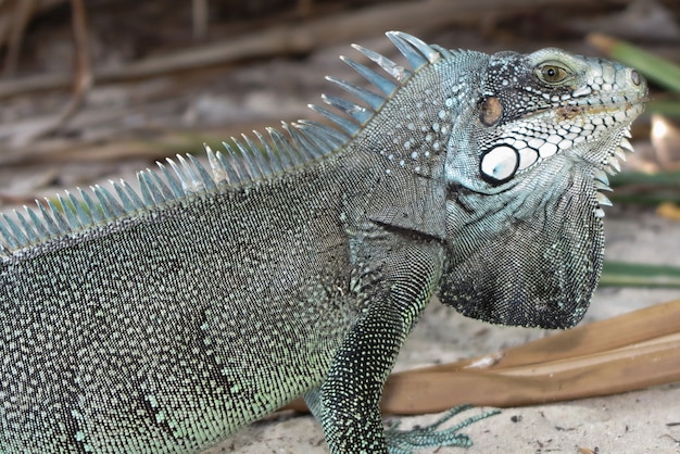 Macro de retrato de lagarto iguana, close-up