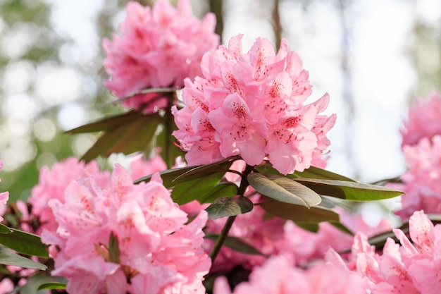 Macro de rododendro rosa fecha a floração exuberante no berçário de rododendros