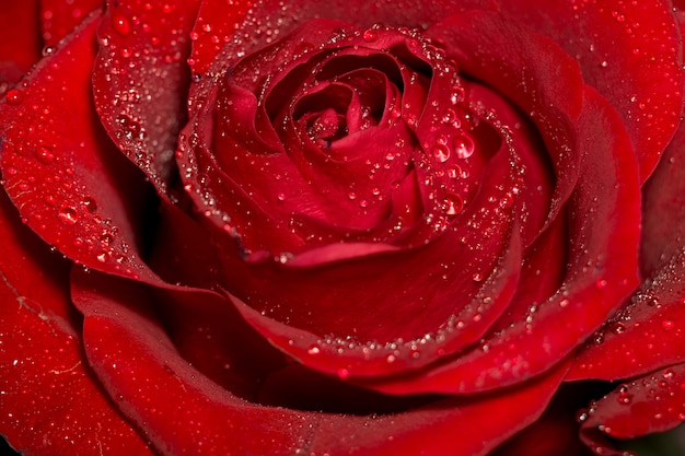 Macro de rosa vermelha molhada
