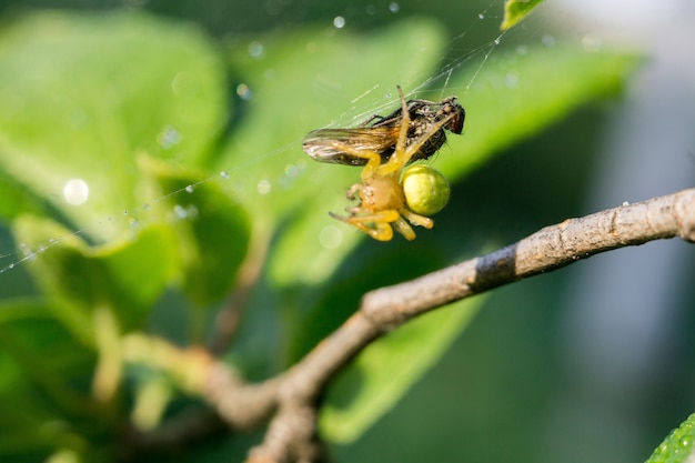 Macro de teia de aranha