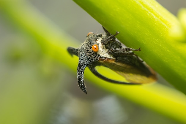 Macro de treehopper estranho é uma vida pequena bug ou inseto tem um chifre na natureza