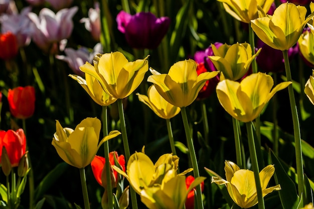 Macro de tulipas amarelas em um fundo de grama verde