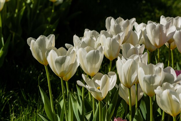 Macro de tulipas brancas em um fundo de grama verde