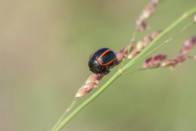 Macro de um besouro de folha Milkweed