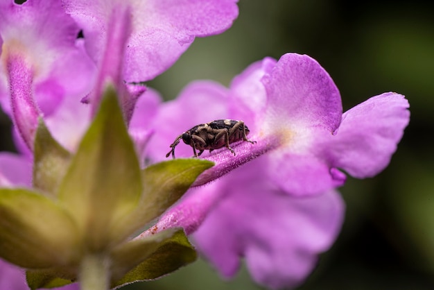 macro de um besouro em flor