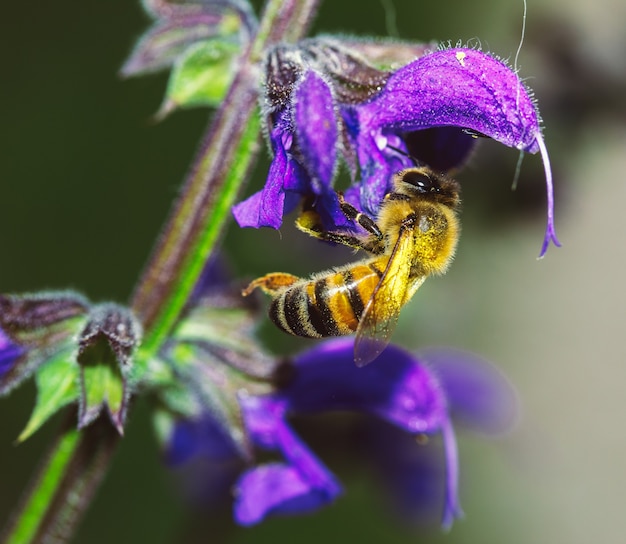 Macro de um inseto coletando pólen de uma flor