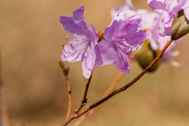 Macro de um ramo de flor de Ledum