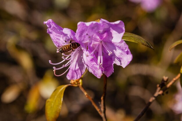 Macro de um ramo de flor de Ledum