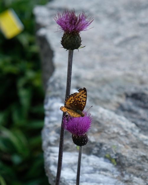 Foto macro de uma borboleta em uma flor