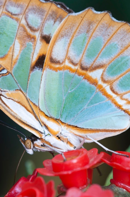 Foto macro de uma borboleta tropical sugando líquido de açúcar de uma flor artificial