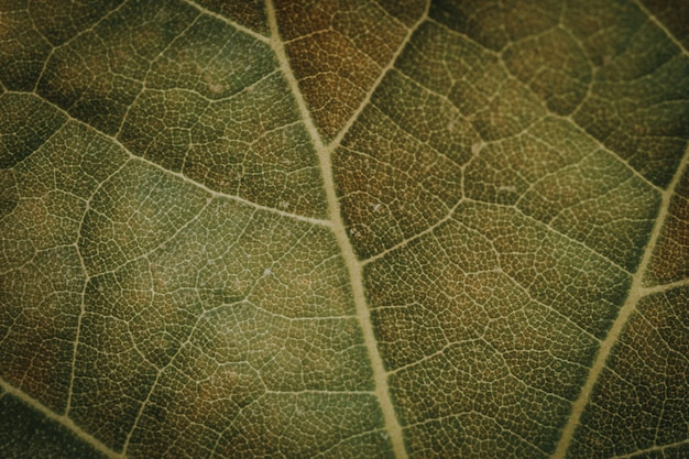 Macro de uma folha verde escura