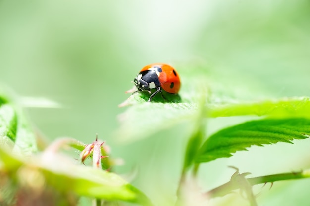 Macro de uma joaninha na folha de verbena