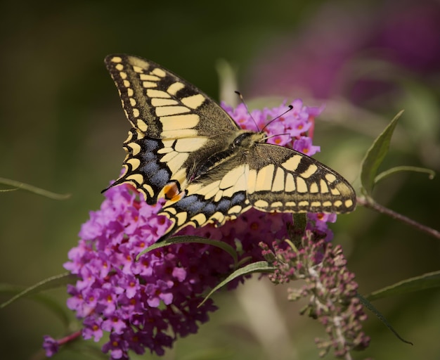 Macro de uma linda borboleta de página do queens papilio machaon