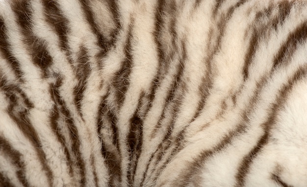 Macro de uma pele de tigre branco