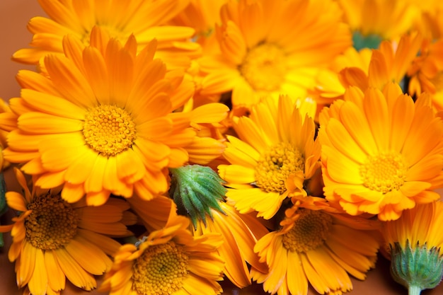Macro de várias flores amarelas como pano de fundo