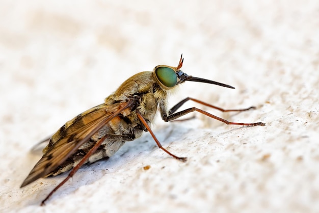 Macro detallada de mosca sentada con gran probóscide fondo borroso Vista horizontal