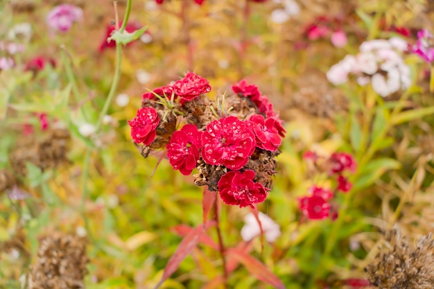 Macro de Dianthus barbatus rojo con gotas de lluvia