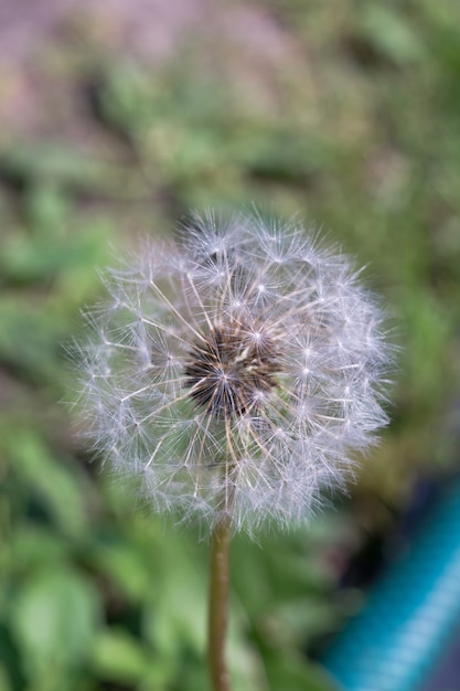 Macro diente de león blanco