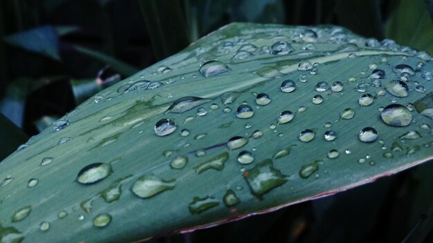 Foto macro disparo de gotas de agua en la hoja