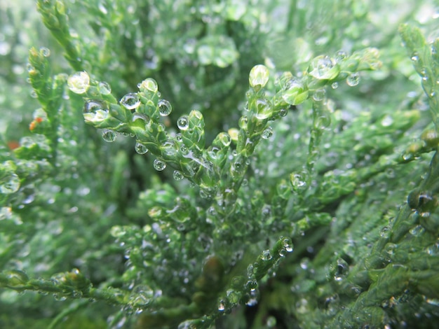 Macro disparo de gotas de agua en la hoja