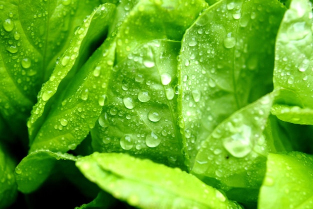 Macro disparo de gotas de agua en la hoja