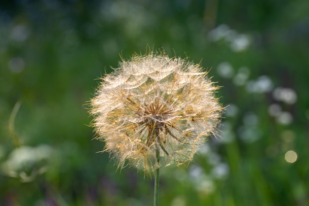 Macro disparó gran diente de león sobre un fondo verde