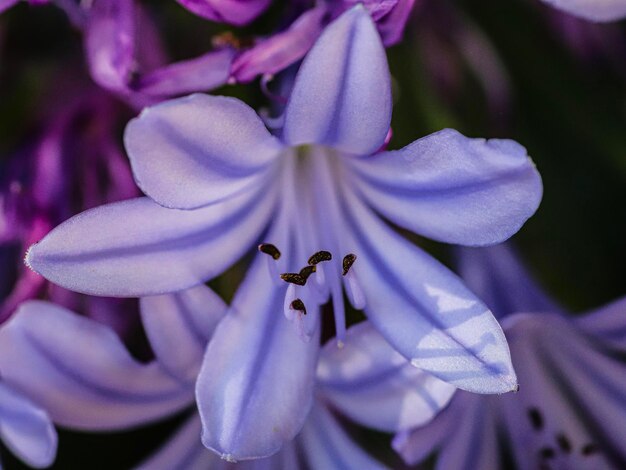 Macro disparo de una planta con flores púrpuras