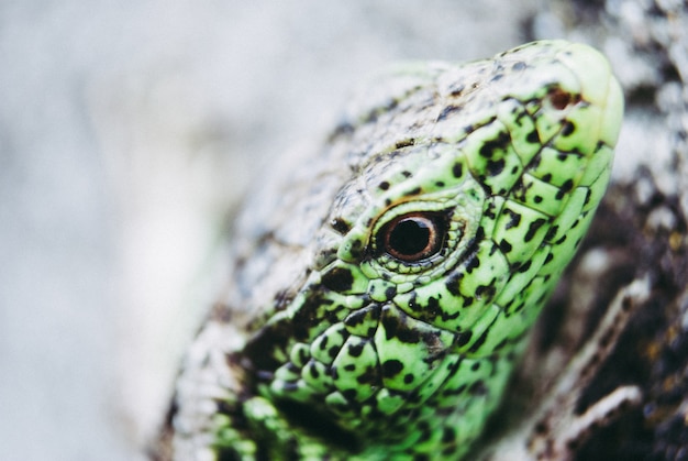 Macro do lagarto verde, fim acima.