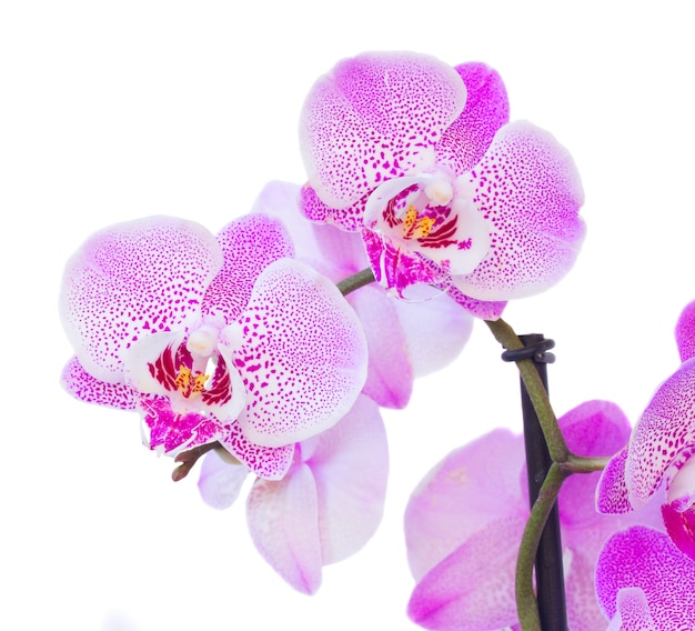 Macro de dos flores de orquídeas violetas aislado sobre fondo blanco.