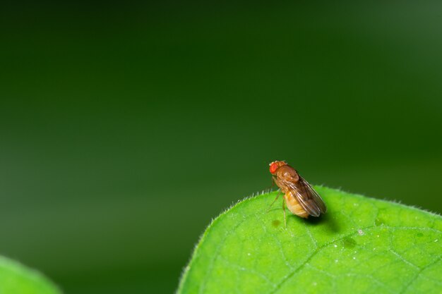 Macro drosophila na folha